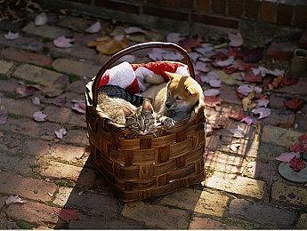 半开放式卡通FPS《探险家》将登陆PC和Xbox